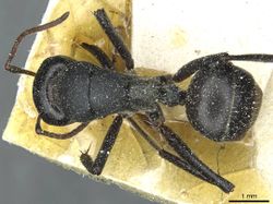 Camponotus sericeus sulgeri casent0911868 d 1 high.jpg