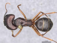 Camponotus siemsseni casent0910289 d 1 high.jpg