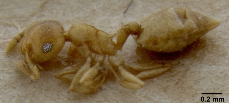 File:Crematogaster fritzi casent0171221 p 1 high.jpg