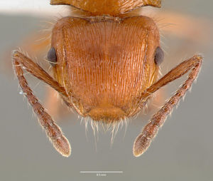 Meranoplus mayri casent0430421 head 1.jpg