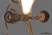 Myrmica curiosa D casent0900307.jpg