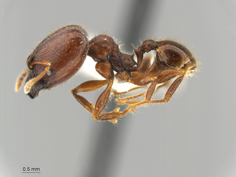 File:Pheidole-balzani-MCZ001L.jpg