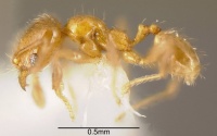 Pheidole nitella casent0635499 p 1 high.jpg