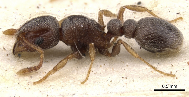 File:Tetramorium sericeum casent0901135 p 1 high.jpg