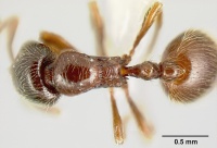 Adelomyrmex brenesi jtlc000003382 dorsal 1.jpg