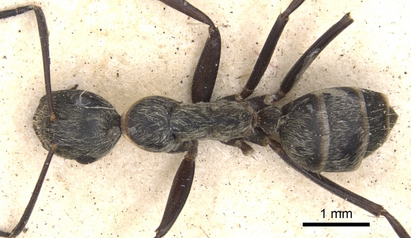 File:Camponotus leucophaeus casent0901911 d 1 high.jpg