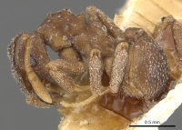 Cyphomyrmex hamulatus casent0901673 p 1 high.jpg