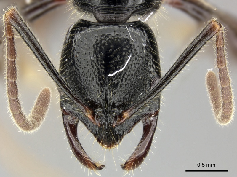 File:Leptogenys letilae casent0270559 h 1 high.jpg