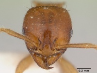 Lophomyrmex birmanus casent0178543 head 1.jpg