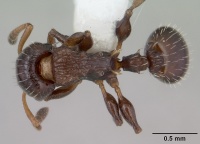 Nesomyrmex echinatinodis casent0173993 dorsal 1.jpg