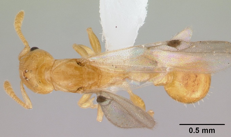 File:Nesomyrmex madecassus casent0421406 dorsal 1.jpg