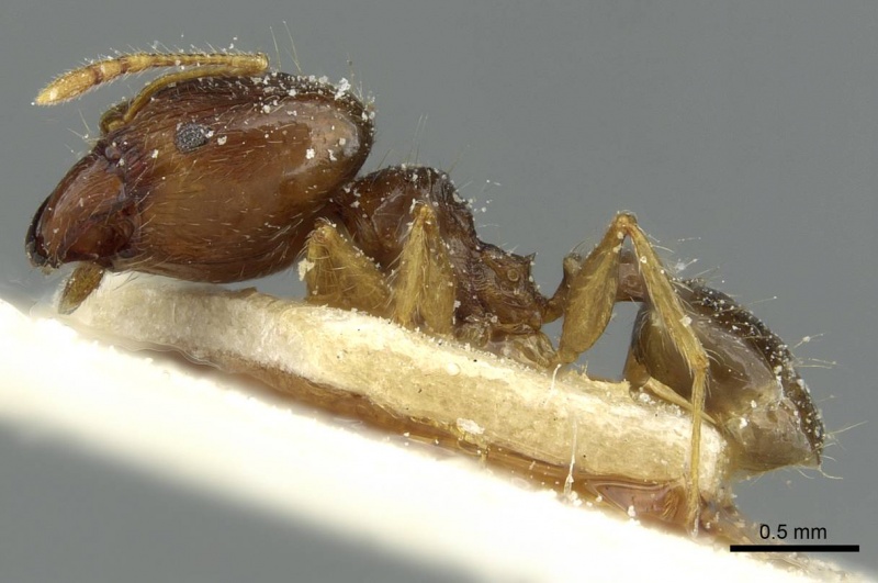 File:Pheidole corticicola casent0913294 p 1 high.jpg