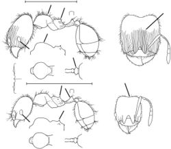 Pheidole laselva Wilson 2003.jpg