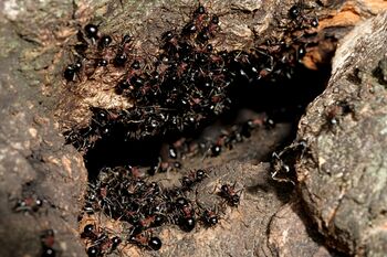 Polyrhachis lamellidens nest, Taku Shimada (2).jpg