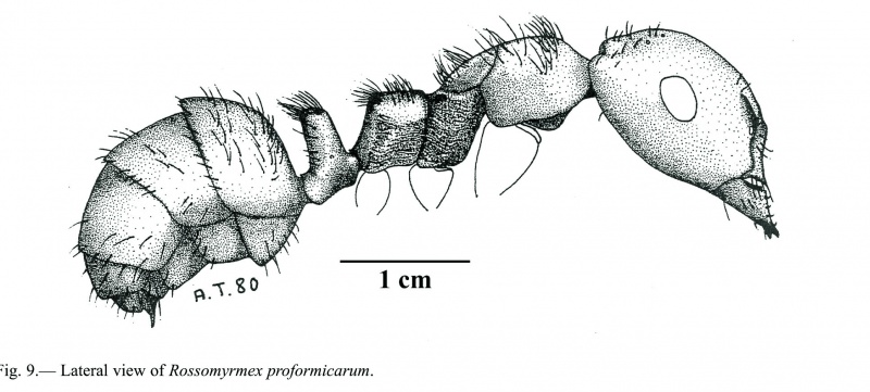 Rossomyrmex - AntWiki