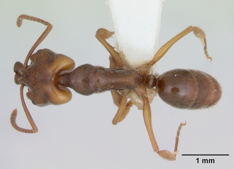 File:Anochetus altisquamis casent0173533 dorsal 1.jpg