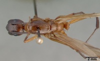 Camponotus convexiclypeus castype17341 dorsal 1.jpg