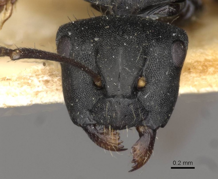 File:Camponotus hedwigae casent0910739 h 1 high.jpg