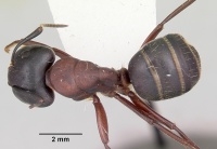 Camponotus noveboracensis casent0103348 dorsal 1.jpg