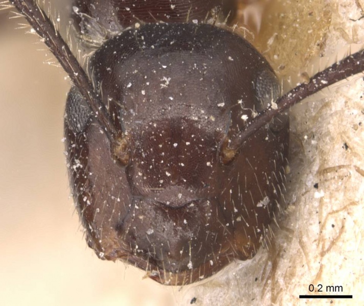File:Camponotus vitreus casent0905470 h 1 high.jpg