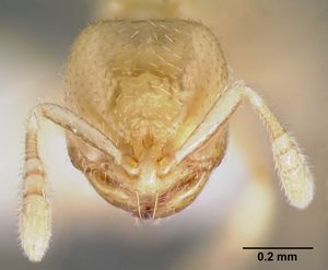 Dolopomyrmex pilatus casent0003193 head 1.jpg