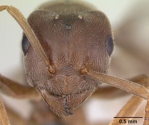 Lasius distinguendus casent0172738 head 1.jpg