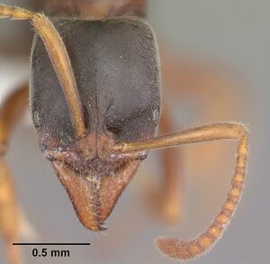 Pachycondyla elisae casent0102406 head 1.jpg