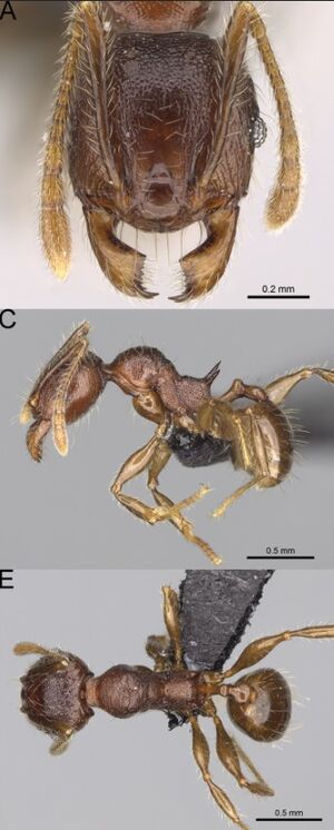 Pheidole podargea F33ace.jpg