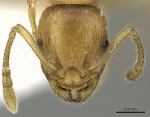 Temnothorax subtilis casent0906697 h 1 high.jpg