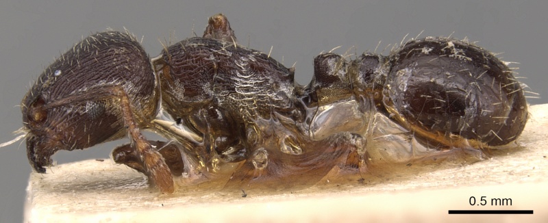 File:Tetramorium alternans P casent0904815.jpg