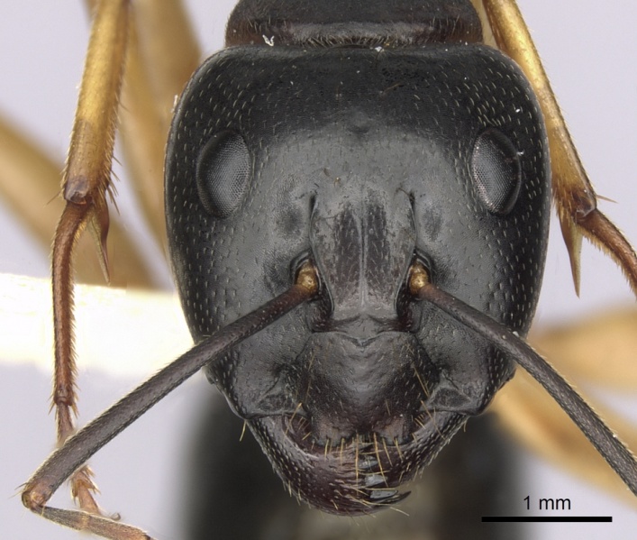 File:Camponotus prostans casent0280199 h 1 high.jpg