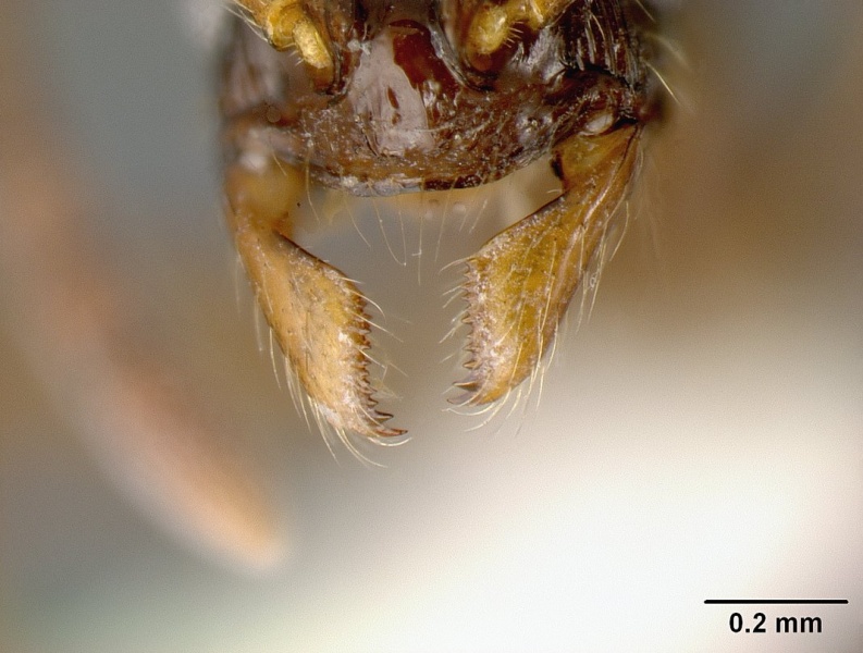 File:Megalomyrmex mondabora mcz35466 h 2 high.jpg