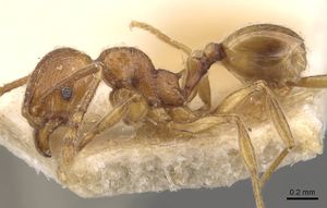 Pheidole atticola casent0908293 p 1 high.jpg