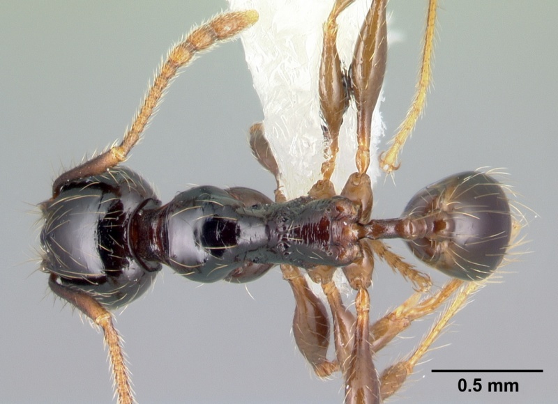 File:Pheidole fossimandibula casent0608948 d 1 high.jpg