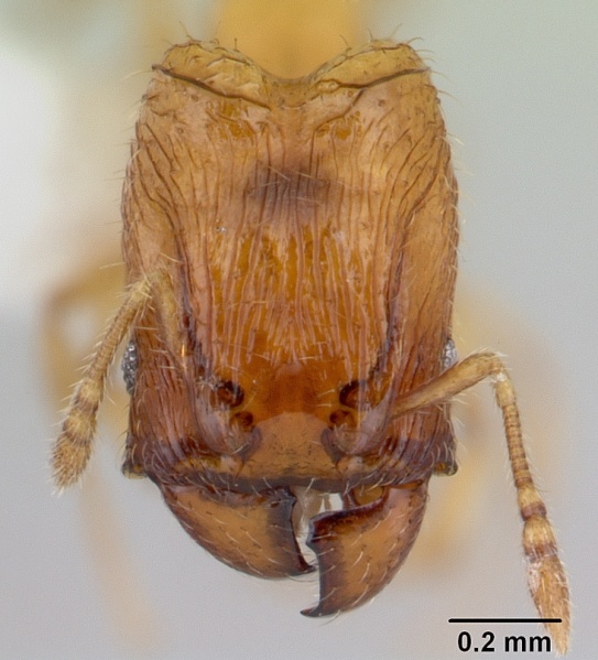 File:Pheidole fracticeps casent0178024 head 1.jpg