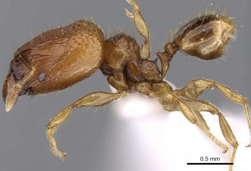 File:Pheidole hortensis casent0281723 p 1 high.jpg