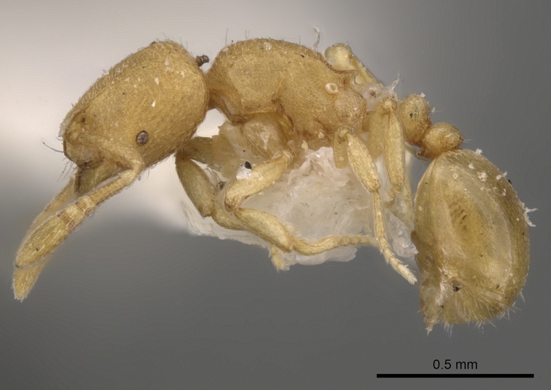 File:Rogeria cuneola P casent0900959.jpg