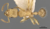 Tetramorium meressei casent0280922 d 1 high.jpg