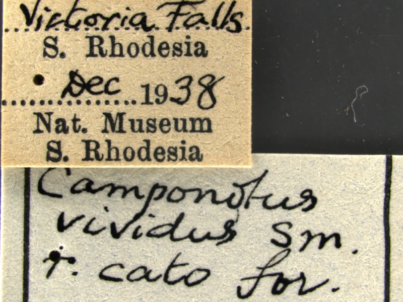 File:Camponotus-vividus-cato-MCZ001Label.jpg