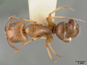 Camponotus cocosensis castype00461-02 dorsal 1.jpg