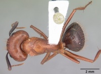 Camponotus floridanus casent0103672 dorsal 1.jpg