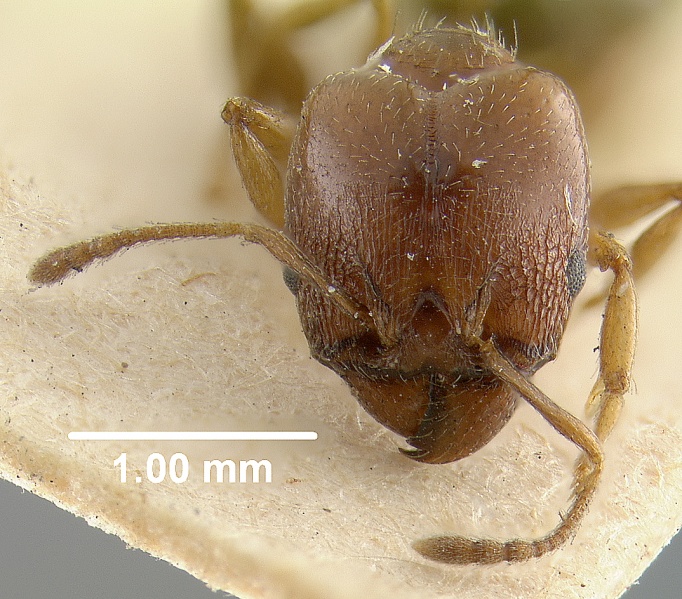 File:MCZ-ENT00020685 Pheidole crassicornis-hef.jpg