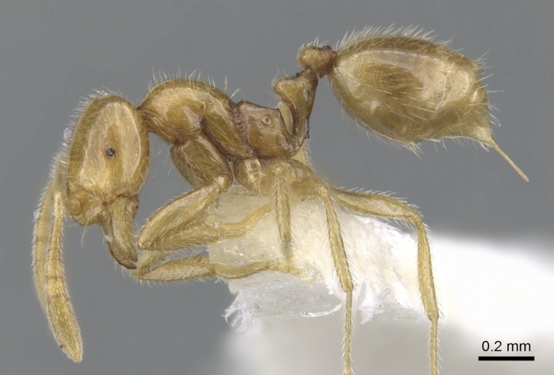 File:Monomorium thrascoleptum casent0902228 p 1 high.jpg