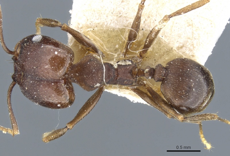 File:Pheidole inversa casent0904318 d 1 high.jpg