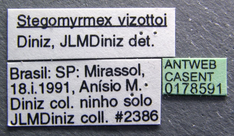 File:Stegomyrmex vizottoi casent0178591 label 1.jpg