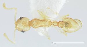 Temnothorax nordmeyeri focol1804 d 1 high.jpg