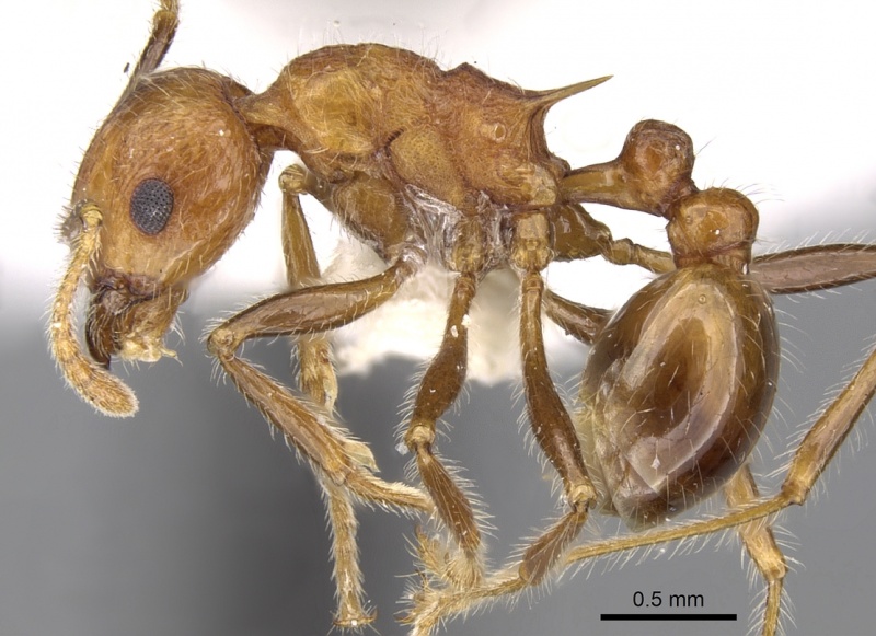 File:Tetramorium africanum P casent0280920.jpg