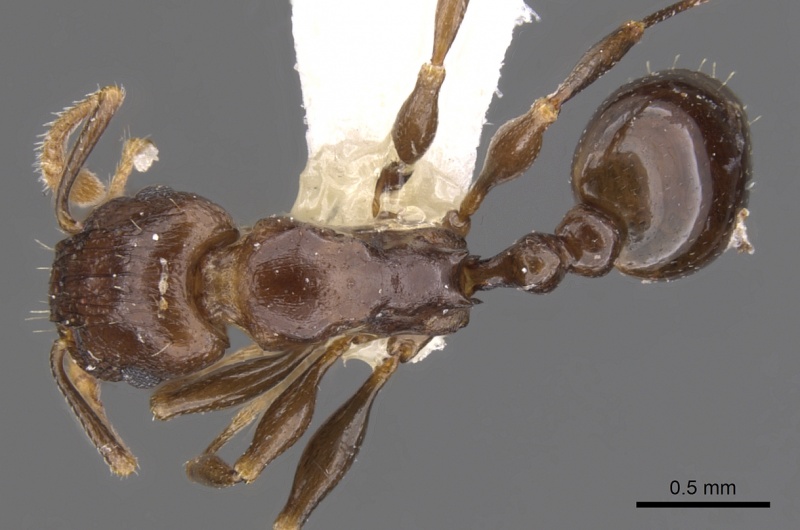 File:Tetramorium qualarum casent0901230 d 1 high.jpg