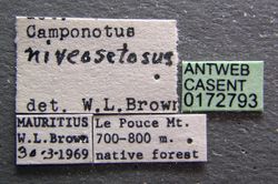 Camponotus niveosetosus casent0172793 label 1.jpg