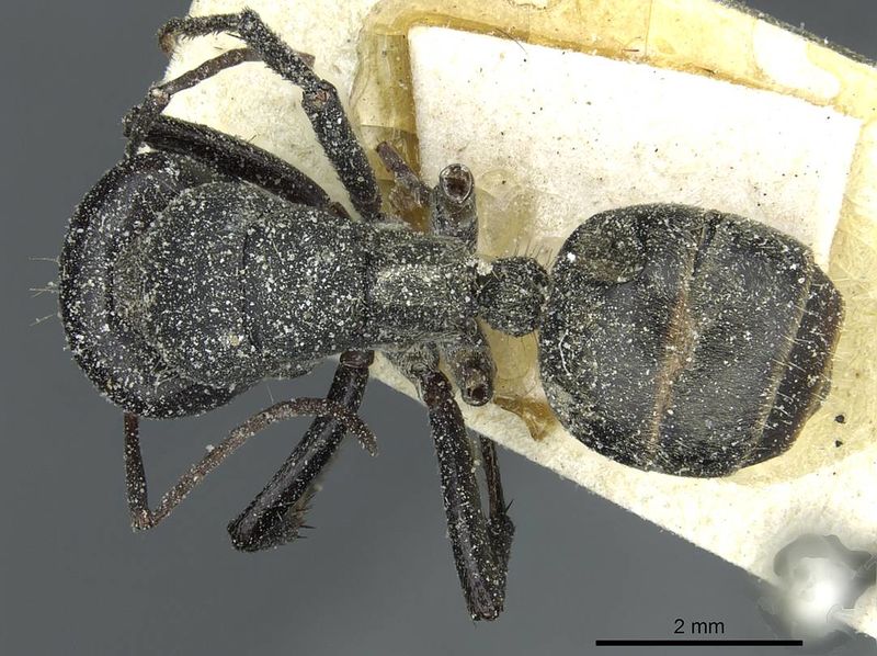 File:Camponotus sericeus sulgeri casent0911867 d 1 high.jpg